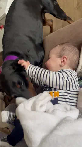 This baby loves #Doberman tickles 🥰👶🐶 #Adorable  #FeelGood  #Giggles  #ViralHog