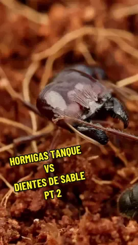 Hormigas tanque vs hormigas dientes de sable #anthouse #hormiguero #fyp #viral #hormigas #insectos #curiosidades #vs #tanque 