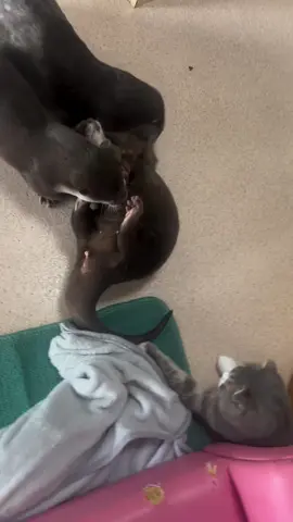 Hello. #Day422 of #otter. Spending time together is very important 😌! Bye. #ottertok #fy #spend #time #with #your #favourite #people #cute #Love Video from IG: littleotter____home