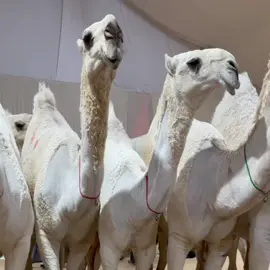 شوااقه واختها #شواقات #شواقات🔥 #عطايا_الله🐪 #ابناء_باتل_بن_شوق #الشعب_الصيني_ماله_حل😂😂 #قعدان #صيهد_منيف #فرديات_مزاين_الابل #كابوس_الوضح #كابوس_الوضح #صيهد_رماح #مزاين_الابل_رماح_الصياهد🤍 #ام_المعارك #الذود #الصياهد #مزاين_الابل 