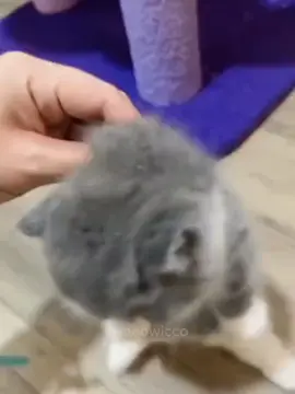 funny and cute cat vids #funny #fypシ #animals #cute #adorablepets #cat #catsoftiktok #viral #pet #fyp #meowicco 