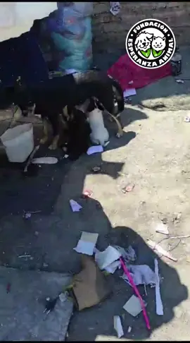 Amig@s..estamos desesperadas!!! Hace algunos dias difundíamos este caso con vari@s perrit@s en una situación de abandono tremenda 💔 Vari@s adult@s y una mamá parida con 6 bebit@s a cuesta luchando entre ratones por sobrevivir ... Hemos estado haciendo lo que podemos. Desparaitamos, alimentamos casi todos los dias, pero NO BASTA. Ya murieron 3 bebés y a los otros no les queda mucho tiempo si siguen donde mismo 😭.  Si c/u de l@s que leyera compartiera el video de seguro que conseguiríamos una familia que ayude a #cambiarsudestino 🙏🏼 Ayuda difundiendo para conseguir madrinas/ padrinos/temporales/adopciones/voluntari@s, etc.....todo es bienvenido 🤗 💚Si quieres ayudar siendo hogar temporal escribe a voluntarios@esperanzaanimal.cl 💚 Para aportar los datos son💰: Nombre: Fundación Esperanza Animal  Banco: Estado  Cuenta corriente: 346-0-000210-6 Rut: 65.175.261-2 Correo: donaciones@esperanzaanimal.cl  Asunto: abandonados de La Pintana     #mascotas  #esperanzaanimal #salvavidas #nomásabandono #perroschile  #haztesoci@  #tenecesitamos 