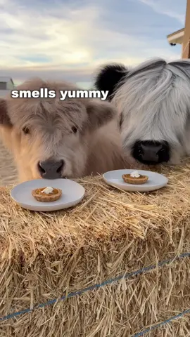 Millie and Milo’s first taste of Thanksgiving.. 😂 #cow #first #pumpkin #pie 
