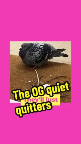 Not the content you expected, but perhaps the content you needed. The original quiet quitters #quietquitting #pigeon #nesting 