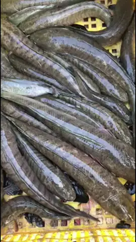 ដល់​ រដូវ​ ត្រី​ទៀត​ហេីយ​ 🐠🐟🐟🐠🐟#