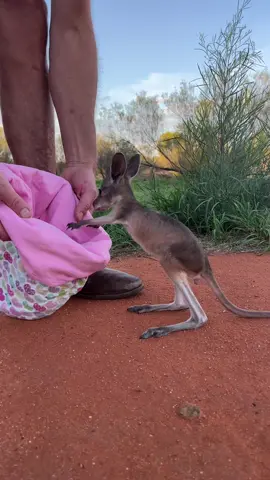 Our sweet Euro orphan Pippa has reached expert level at jumping into her pouch. 🩷