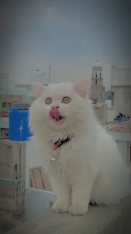 #สปีดสโลว์ #สโลว์สมูท jaan❤️ #foryou #foryoupage #viral #viralvideo #tiktokislove #PetsOfTikTok #petstory #cats #catsoftiktok #explore #explorepage 