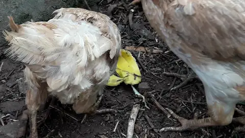 Pode dar casca de banana para Galinhas frangos pintinhos comer_ Faz bem ou mal para saúde das aves_ casca de banana,casca de banana para espinhas,casca de banana nas plantas,benefícios da casca de banana,beneficios da casca de banana,banana,casca de banana na pele,chá de casca de banana,adubo de casca de banana,casca de banana no rosto,galinhas comem casca de banana,criação de galinhas,casca de banana serve pra quê,casca da banana,casca de banana para rugas,casca de banana para manchas,farinha de casca de banana,galinhas,banana madura pra galinha   #galinha #pintinhos #aves #chicken #h #avicultura #ovos #galinhacaipira #chickens #galinhascaipiras #galo #animais #agro #galinhasornamentais #hner #cria #freerangechickens #avesdobrasil #poules #avesornamentais #caipira #galos #ro #ovo #galinhaspoedeiras #ovoscaipira #chickensofinstagram #sitio #eggs #zootecnia #indiogigante #galline #herechookchook #aussiechickens #cottagegarden #poedeiras #ns #galinheiro #chickenlove #pet #fazenda #galinhasfelizes #frango #frangos #backyardchickens #pintinho #vidanocampo #galinhaslivres #bhfyp #criacaodegalinhas #rooster #bantamchickens #agropecuaria #ovocaipira #criatorio #galinhadangola #vidanaro #rural #nature #a #campo #agro #farm #rurallife #fazenda #country #o #love #countryside #agricultura #agronomia #photography #landscape #countrylife #vidanocampo #pecuaria #agronegocio #agriculture #agropecuaria #ig #brasil #ruralphotography #travel #farmlife #ro #naturephotography #farming #gado #zootecnia #countryliving #photooftheday #sertanejo #nelore #landscapephotography #naturaleza #instagood #fazendas #soja #caipira #village #abandoned #sunset #natureza #sky #cavalos #horse #instagram #veterinaria #turismorural #rodeio #cavalo #ria #photo #x #summer #argentina #cowboy #agro #agronomia #agricultura #a #campo #fazenda #agronegocio #o #agriculture #pecuaria #farm #agropecuaria #vidanocampo #brasil #rural #country #zootecnia #sertanejo #ro #soja #veterinaria #ria #nelore #farming #rodeio #cowboy #caipira #cowgirl #milho #countrylife #produtorrural #agro #agricultura #agronegocio #fazenda #o #pecuaria #a #agronomia #agropecuaria #rural #campo #soja #brasil #vidanocampo #agroneg #lavou