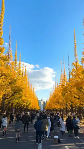 Jingu Gaien Ginkgo Festival 🍂 Head out and enjoy the yellows of autumn Venue: Meiji Jingu Gaien When: Mid Nov - Early Dec 2023 #autumn #japan #tokyo #travel #trip #japanlife #tokyolife #tokyostreet #japantravel #tokyotravel #japanstreetstyle #reels #reelsinstagram #일본 #도쿄 #여행 #日本 #東京 #旅行 #日本生活 