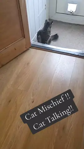 #fyp #foryou #foryoupage #catsoftiktok #cats #furry #talkingcats #talking #mischief #naughty 