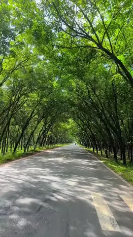Con đường đẹp chạy xe qua Tây Ninh!#cuocsong #Quốcblue #xuhuongtiktok #canhdep 