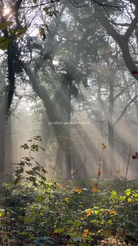 go where you breathe free - butterflies rising  . . . #calming #nature #aesthetic #breathe #free #awareness #SelfCare #calmness #aesthetic #naturevibes #naturevideos #forest #health 