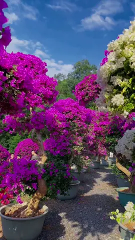 #beautiful flowers #beautiful scenery #beautiful music 💙🌈🌈💖💖💐🌹🌹💐