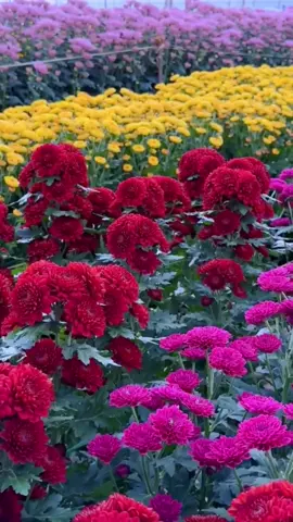 #beautiful flowers #beautiful scenery #beautiful music 🍀🧡💙💙🌹🌹💐💐💐💐