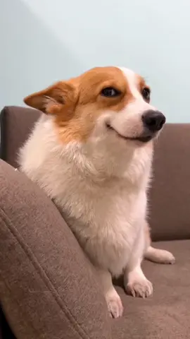 Smiling Corgi Dog Meme Template #dogmeme #dogmemes #corgi #corgisoftiktok #corgis 
