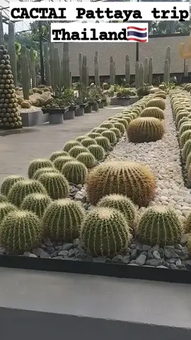 GIANT CACTUS/CACTAI LOVER #fyp  #beautifuldestinations  #cactusgarden  #cacti  #pattaya  #thailand 