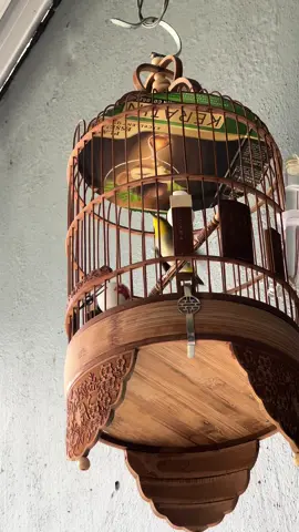 Khuyên líu pha choè                                              #khuyênliuchoe #khuyênliuđấu #khuyênliuhaydai 