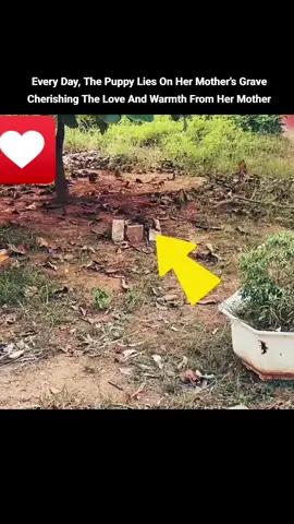Every Day, The Puppy Lies On Her Mother's Grave Cherishing The Love And Warmth From Her Mother #foryou #animal #dog #puppy #respect #neipertee #cane #cucciolo #amamisolariumrescueanimal 