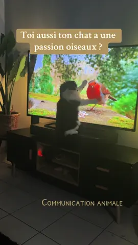 #communicationanimale #communicationanimal #animal #animals #comanimale #comnicationanimaleintuitive #communicationanimaleadistance #telepathy #bienetreanimal #communicateuranimalier #communicationadistance #animalsoftiktok #parlerauxanimaux #telepathieanimale #catsoftiktok #cat #bird #birds 