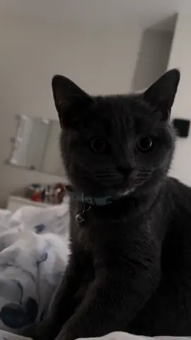 No more alarms needed #cats #catsoftiktok #fym