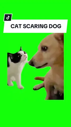 #CapCut CAT SCARING THE DOG meme #greenscreen #greenscreenoverlays #meme #memes #memestagram #freefirememe #memepage #fypage #fyp #fypシ #fypppppppppppppppppppppppppppppppppppppppppppppppppppppppppppppppppppppp #fyppage #fypシ❤️💞❤️ #fypreels #viral #viralvideos #viralreels 