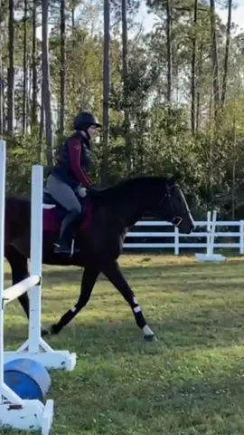 Best Donkey to ever Donk.  #horse #mare #maresoftiktok #equestrian #showjumper #horsesoftiktok #fyp #fypシ #hunterjumper #horseriding #jumpinghorse #athlete #training #donkey 