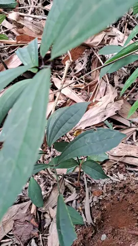Đào sâm xuyên đá