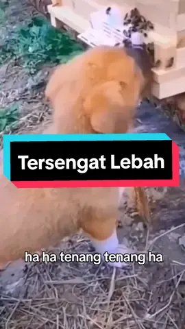 #CapCut #animalfunnymoments #animalfuniestvideo #anjing #lebah #tawon #animals #lucu #ngakak 