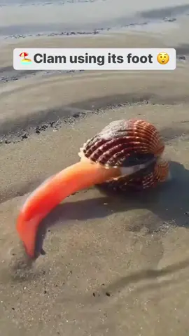 Here is footage of a clam using its foot! 👞 Though it has a tongue-like appearance, that really is what we call the clam’s “foot,” a muscly appendage used for surveying, burrowing into, and transporting itself across the sandy beaches of its natural habitat 🏝️😮 Nature + the ocean is wild - protect it all with your Treecard app! You can remove ocean plastic for free - link in bio 🌊💚 ▶️ Albania Live
