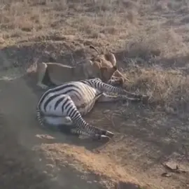 Lion attack zebra  #lion #zebra #foryou #foryoupage #fyp #fypシ #fypシ゚viral