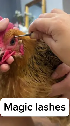 My pets the hen and psyduck became delicate #diylashes #lashextensions #lashestutorial #diylashestutorial #volumelashes #fyp #diylash #PetsOfTikTok #lashextensions 