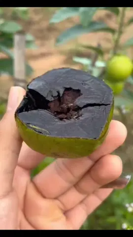 #พลับช็อกโกแลต #พลับช็อคโกแลต #ต้นกล้าพลับ #ต้นพลับ #tiktokshopครีเอเตอร์ #สนใจกดตะกร้าเลยจ้า🧺 @Wenhuipa @Wenhuipa @Wenhuipa 