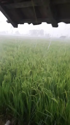 udan deres ora iso mulehhh.. #hujan #di tengah sawah