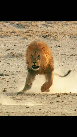 Lion fight#lion#animals#fyp#tiktok 