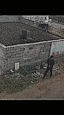 The dog attacks the man.... #foryou #fyp #animals #dogsoftiktok #dogs 