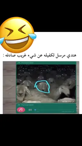 #مافي نور ركب لنبه#ولك_الوووووووووووووووو #اكسبلور_تيك_توك #اليمن_صنعاء_تعز_اب_ذمار_عدن_وطن_واحد #🥱🏃🥲☻️🐩 