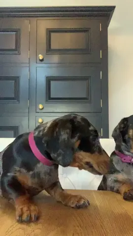 Happy Birthday Mavis & Edna 🎉🎂🎁 dachshund #sausagedog #dachshundsoftiktok #sausagedogcentral #sausagedoglife #sausagedogs #dachshundlife #dachshundaddict #dachshundpuppy 