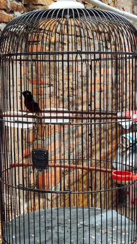 Isian Full ciblek bolo nyore ro nyantai #koninmania #konin #kolibrininjaindonesia #kicaumania_indonesia #kicaumanianusantara #koninisianmewah #masteranmuraibatu #koninisianciblek #fypシ 