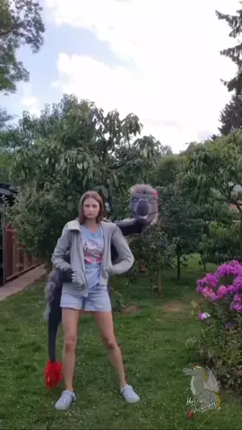 Here are all my Puppets at once 🤌🤌 oh andy wonderful cats Kilida and Kokino 🩵 #dino #dragonpuppets #dragonpuppet #puppet #splatoon #handpuppe #handpuppet #puppe #germany #drache #dragon #httyd #cosplay 