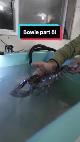 Replying to @Josh McCallum bowie the lobster part 8! The oceanariums IG is oceanariumandeducationcenter_ #maine #lobster #fishing #ocean #interesting #fy #LobsterTok #educate #DidYouKnow #oneinamillion #rarefind #petlobster #coolcatch #crazy #