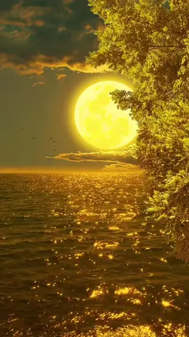 💫🌙🌙💫#scenery #natureathome #foryou #tiktok #cure #moon #fyp #recommend 