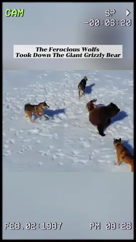 The wolfs took down the giant grizzly bear. #wildanimals #animals #foryou 