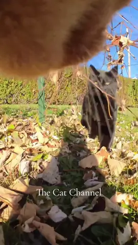 Me when searching for my commitment yet I want to stay single: #catcamera #catcameravideos #catoutside #cat #orangecat 