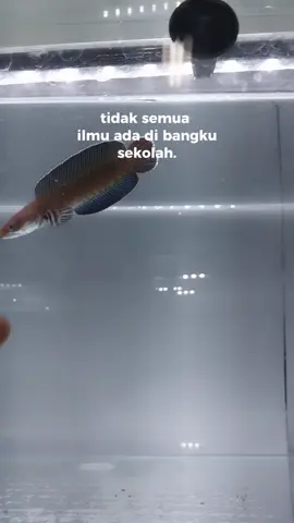 😇 #andrao #andraoloversindonesia #andraoindonesia #channaandrao #channa #channaindonesia #channaindonesia🇮🇩 #snakehead #snakeheadfish #channaauranti #channabarca #channalimbata #channamaru #channamaruyellowsentarum #story #bahansw #storychannaestetik #istimewa_snakehead #fyp #fypシ #fypシ゚viral #viral #masukberandatiktok #masukberandatiktokindonesia #trend #jogja24jam #yogyakarta#jogja_emperor 