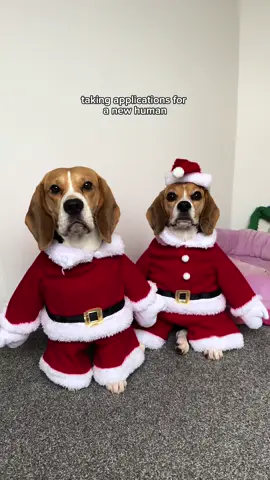 It’s the worst time of the year… for dogs 🙄 stupid human is startinc with the outfits again… 🎅🏻 #dog #dogtok #beagle #beaglesoftiktok #dogsofttiktok 