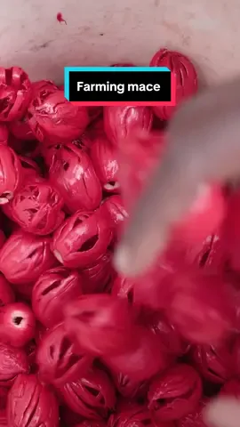 Although mace and nutmeg come from the same fruit, the process of harvesting mace is far more intricate. #mace #indianspices #spices