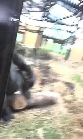 #monkey#monkeys#monkeybaby#babymonkey#cutemonkey#cute#adorable#ape#gorilla#monkeyss#Love#happy#relaxing#cool#animal#animals#cuteanimals#animalsoftiktok#monkeysoftiktok#funny#funnymonkeys#funnyanimals#loving#petmonkey#petanimal#zoo#wildlife#bestofmonkeys#spoiled#viral#foryou#foryoupage#fyp#meme#pets#trending#oragutan#chimp#chimpanzee#spidermonkey#gorilla#ape#hilarious 