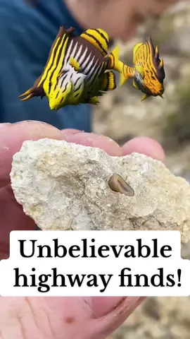 The world is such a beautiful place #paleontology #fossilhunting #fossils 