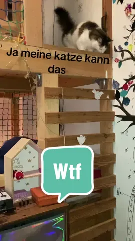 Hahaha welche katze macht das bitte???? #petlove #liebe #haustier #haustiertiktok #foryou #foryoupage #viral #katze 