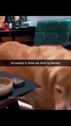 The end funny and cute dog comp 🤣 #funnydog #funnypet #cutedog #dogsoftiktok #doglover #dog 